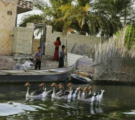 تالاب شادگان خوزستان، آرامش را به وجودتان تزریق می‌کند