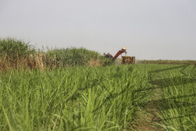 برداشت سبز نیشکر؛ گامی نو در کشاورزی پاک به روایت آقای عبدعلی ناصری