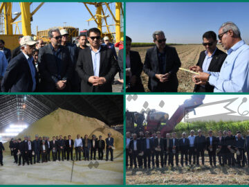 مدیران بانک مسکن خوزستان از روند برداشت سبز نیشکر بازدید کردند