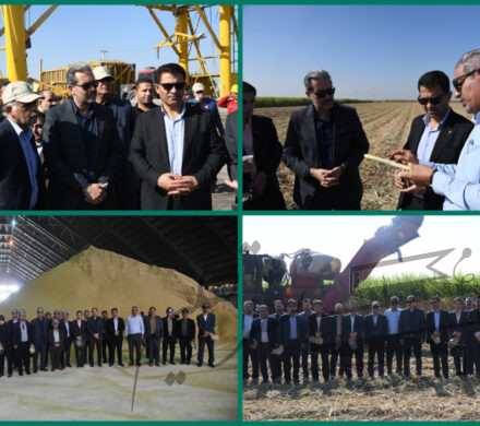 مدیران بانک مسکن خوزستان از روند برداشت سبز نیشکر بازدید کردند