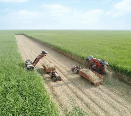 مدیرعامل شرکت توسعه نیشکر خبر داد: برداشت نیشکر از ابتدای فصل، ۱۰۰ درصد سبز انجام شده است/ امسال ناوگان برداشت نیشکر با ۹ هاروستر جدید تقویت شد