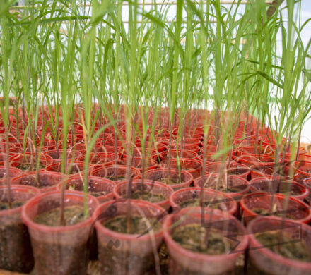 صرفه‌جویی ارزی و افزایش بهره‌وری با تولید ارقام جدید نیشکر