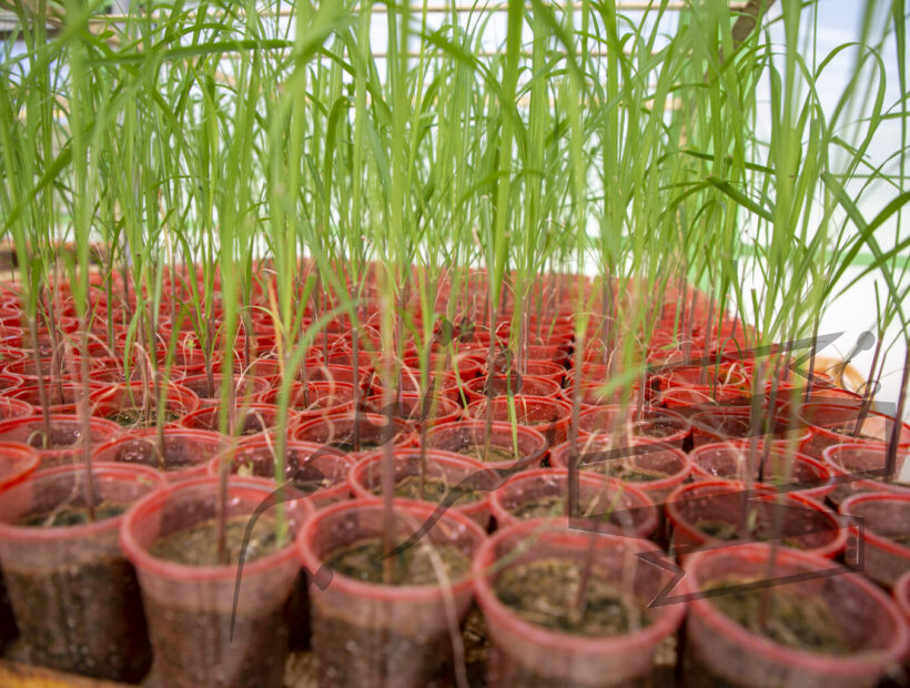 فولاد، صادرات و سیاست‌گذاری‌هایی که به‌موقع نمی‌رسند